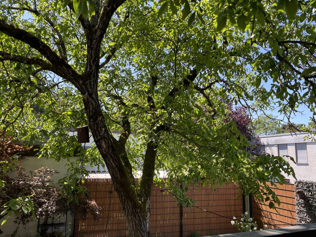 Garten mit Nussbaum